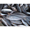 Horse Frozen Horse Mackerel Trachurus japonicus 16-20 cm